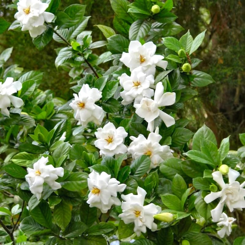 Amazon.com : Cape Jasmine Plant Live, Gardenia Plant Live